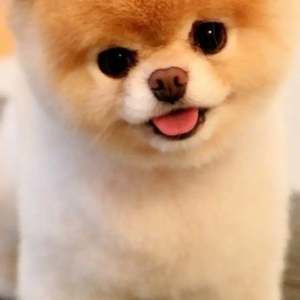 Meet your Posher, Sherry